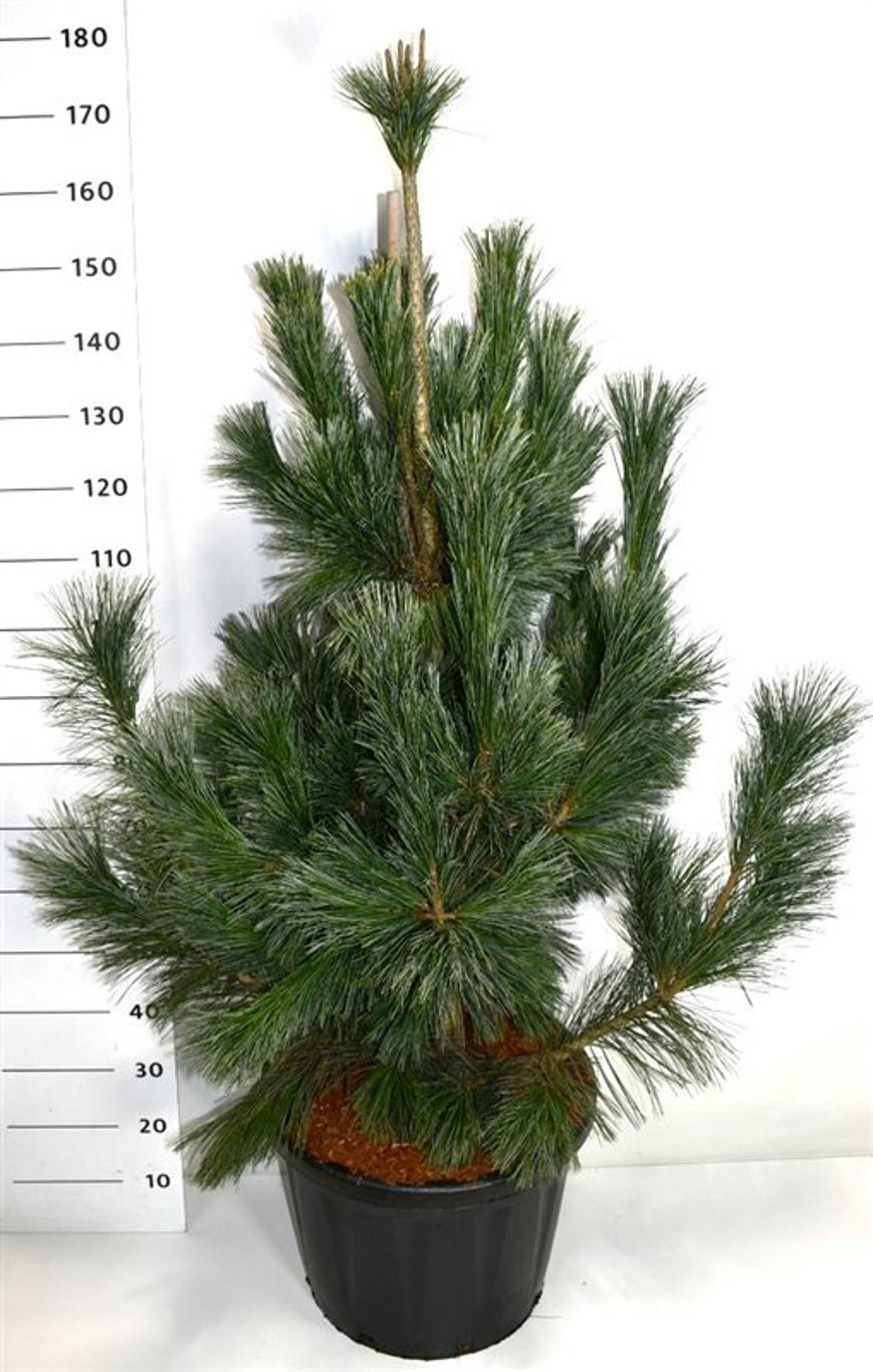 Pinus flex. 'Vanderwolf's Pyramid' - C45 150-175 CM
